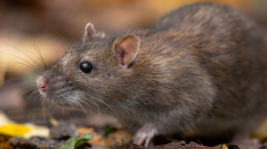 Provincia de Buenos Aires en alerta por hantavirus: cuatro muertes y bloqueo sanitario
