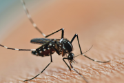 Volvió el dengue: detectan el primer brote en La Plata con una variante más agresiva