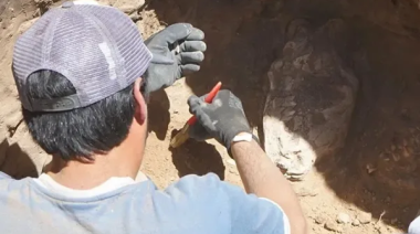 Encontraron en Necochea restos de un animal que vivió en la Era del Hielo
