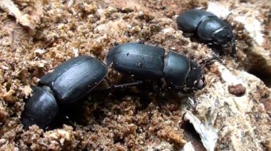 Ante la sequía, plaga de escarabajos