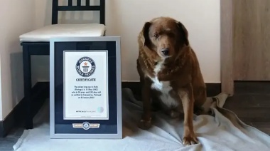 Bobi es el perro más viejo de la historia
