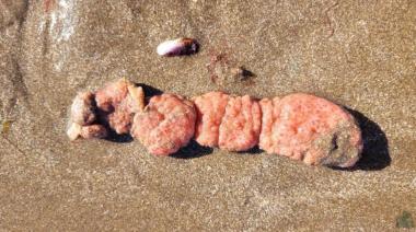 Qué son las "papas de mar" que aparecieron en las playas de Mar del Plata