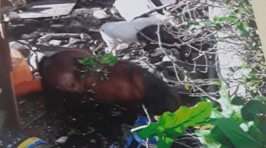 Vecinos de La Josefa cansados del mal olor por un criadero ilegal