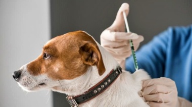Vacunación gratuita para perros y gatos en Plaza Moreno