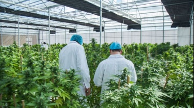 La justicia entregó 10 kilos de marihuana secuestrada a la Universidad Nacional de La Plata