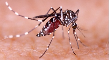 En agosto comenzará la campaña de vacunación contra el dengue