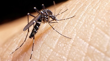 Dengue: confirmaron el primer caso autóctono de la provincia de Buenos Aires