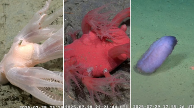 El Conicet inicia una nueva misión submarina con transmisión en vivo