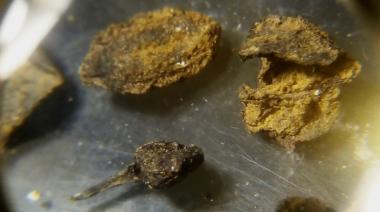 Encuentran fósiles de semillas, moluscos y peces de cinco mil años de antigüedad en San Pedro