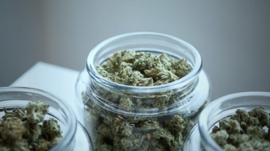 ¿Por qué hoy es el Día Mundial de la Marihuana? Origen del 420