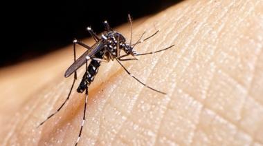 Continúan aumentando los casos de dengue en La Plata