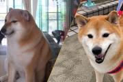 QEPD Cheems: falleció el perrito de los memes virales