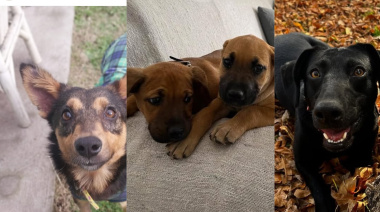 La organización platense Perritos Rescatados está al borde del cierre: “Ya no podemos más”