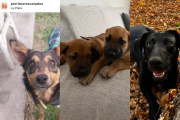 La organización platense Perritos Rescatados está al borde del cierre: “Ya no podemos más”