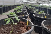 El gobierno legalizó la compra de semillas de cannabis para fines medicinales