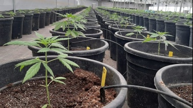 El gobierno legalizó la compra de semillas de cannabis para fines medicinales