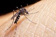 Continúan aumentando los casos de dengue en La Plata