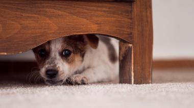 "Felices fiestas, mascotas" la propuesta de National Geographic