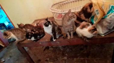 La Plata: Falleció una señora que vivía con 50 gatos y 2 perros, ahora buscan reubicarlos
