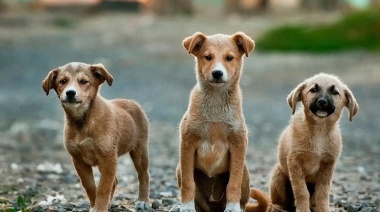 Día Internacional del Animal sin Hogar: hay 6 millones en situación de calle