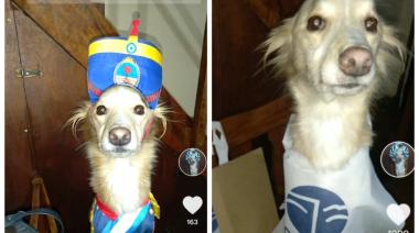 Disfraza a su perro para “ocasiones especiales” y se volvió viral en redes