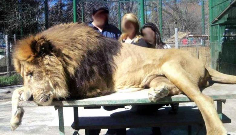 Leones y Tigres maltratados del Zoo en Luján, emigran a un Santuario en  EEUU - En Agenda