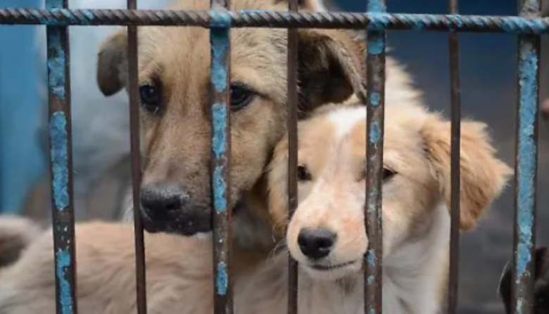 Reabren en La Plata una fiscalía especializada en maltrato animal