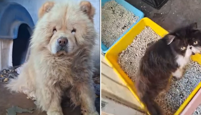 Criadero clandestino en La Plata: rescatan 11 animales y encuentran mascotas muertas