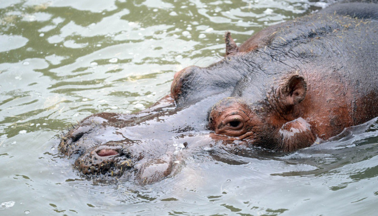 Murió Hipólito, el histórico hipopótamo del Bioparque La Plata