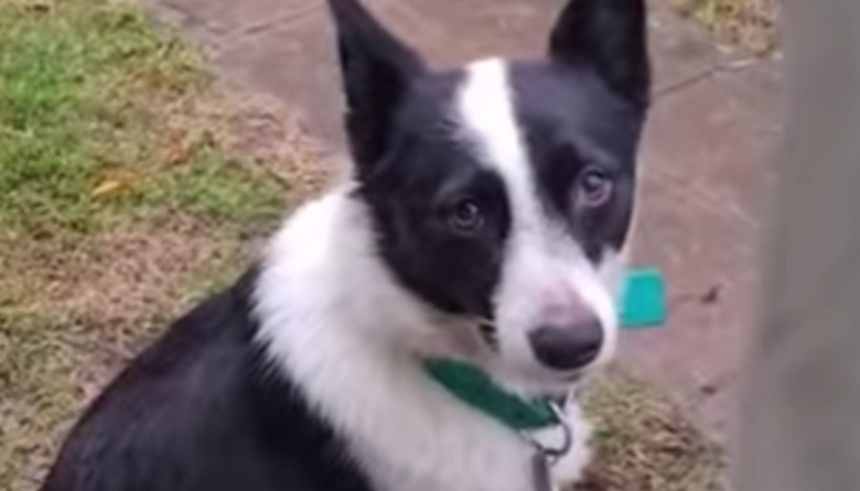 Villa Elisa: buscan una familia para Benito, el perro del jubilado asesinado