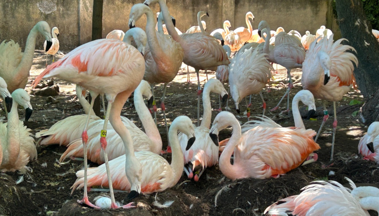 Bioparque La Plata: nacieron siete flamencos australes y planean reintroducirlos