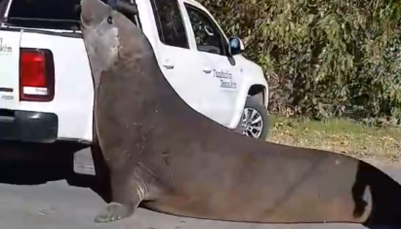 Sorpresa en Ensenada por la aparición de un enorme elefante marino