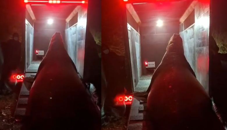 Lograron rescatar y liberar al elefante marino que apareció en Ensenada