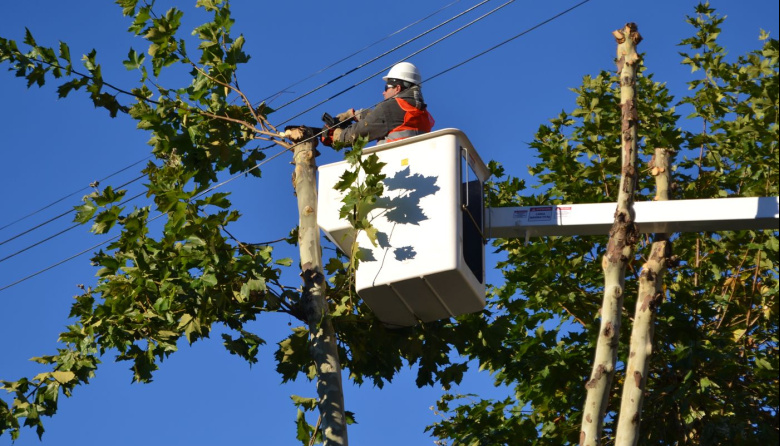 Habrá cortes de tránsito en una transitada diagonal de La Plata por trabajos de poda