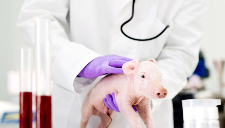 Nació el primer cerdo modificado genéticamente para futuros trasplantes en humanos