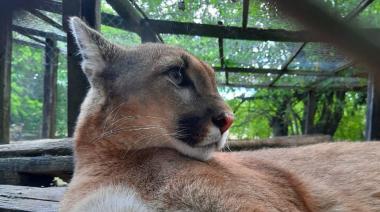 Se robaron un puma del ECAS