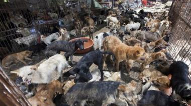 La UCR Santa Fe presentó un proyecto municipal para la matanza de perros sin casa