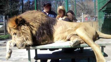 Leones y Tigres maltratados del Zoo en Luján, emigran a un Santuario en EEUU