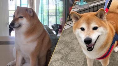 QEPD Cheems: falleció el perrito de los memes virales