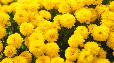 Está por llegar la primavera: ¿por qué se regalan flores amarillas?