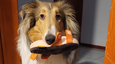 Para que su perro le deje de robar los zapatos, le regaló una chancla de peluche