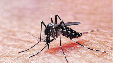 Operativo contra el dengue: el plan de cara a un posible brote