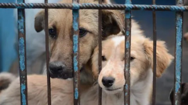 Reabren en La Plata una fiscalía especializada en maltrato animal