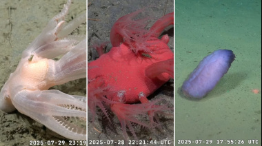 Transmisión récord para la expedición del CONICET en la profundidad del mar argentino