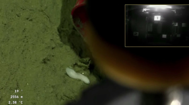 VIDEO: investigadora de la UNLP festeja en vivo un descubrimiento en el cañón submarino de Mar del Plata