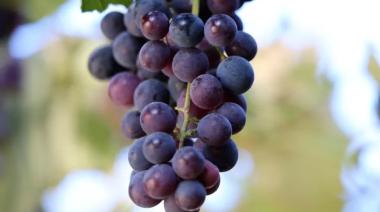 Tierra de Vino y Cultura: el encuentro imperdible en la Casa de Cultura