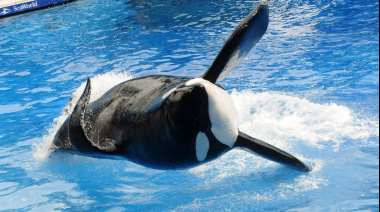 Murió Kshamenk, la orca que vivió más de tres décadas en cautiverio en Mundo Marino