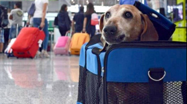 El Gobierno reguló el traslado de mascotas en micros y trenes de larga distancia