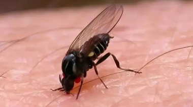 El barigüí, el insecto que “muerde” y aparece con fuerza en La Plata y el AMBA