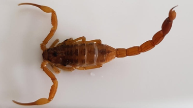 Una mujer fue picada por un escorpión en La Plata y estuvo seis horas en observación